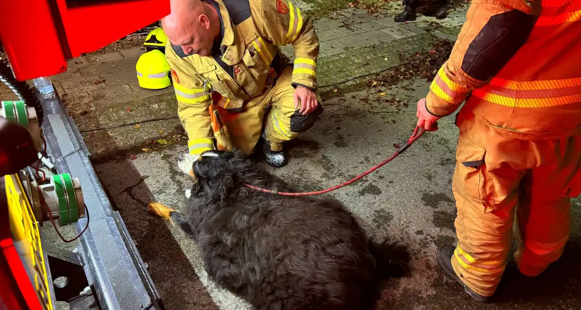 Bewoner gered uit woning na brand; hond opgevangen door dierenambulance - Foto 7