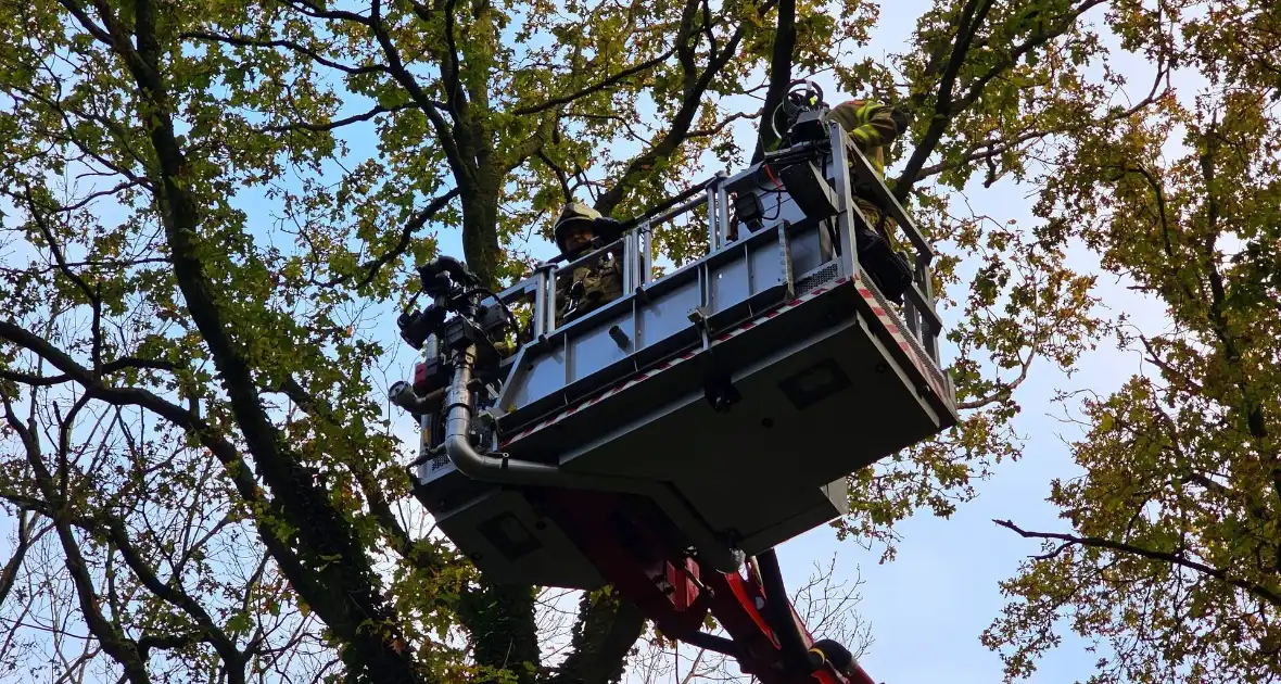 Hulpdiensten druk voor kat in boom - Foto 2