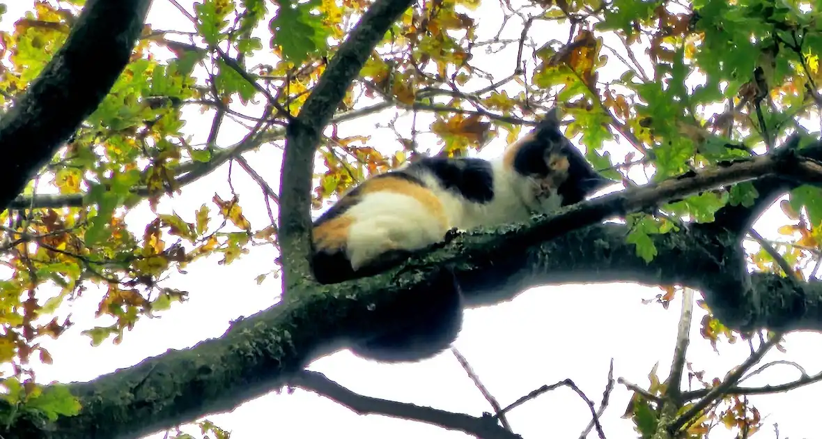 Hulpdiensten druk voor kat in boom - Foto 4