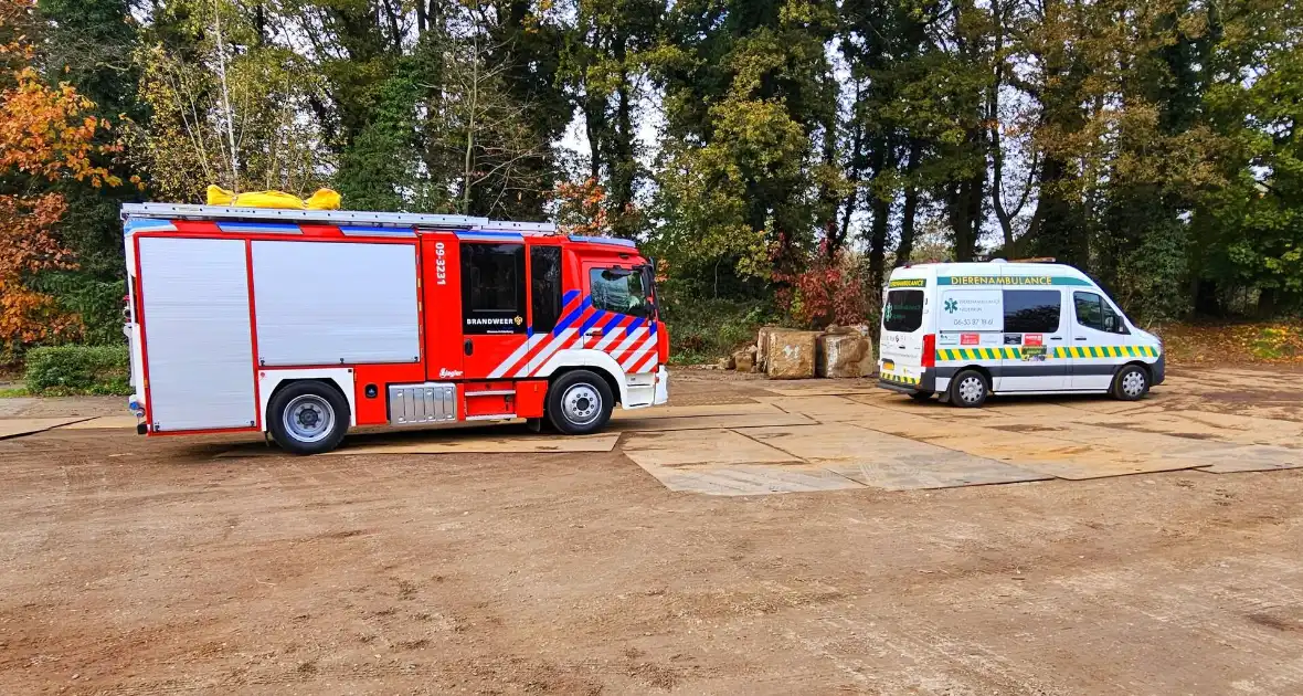 Hulpdiensten druk voor kat in boom - Foto 7