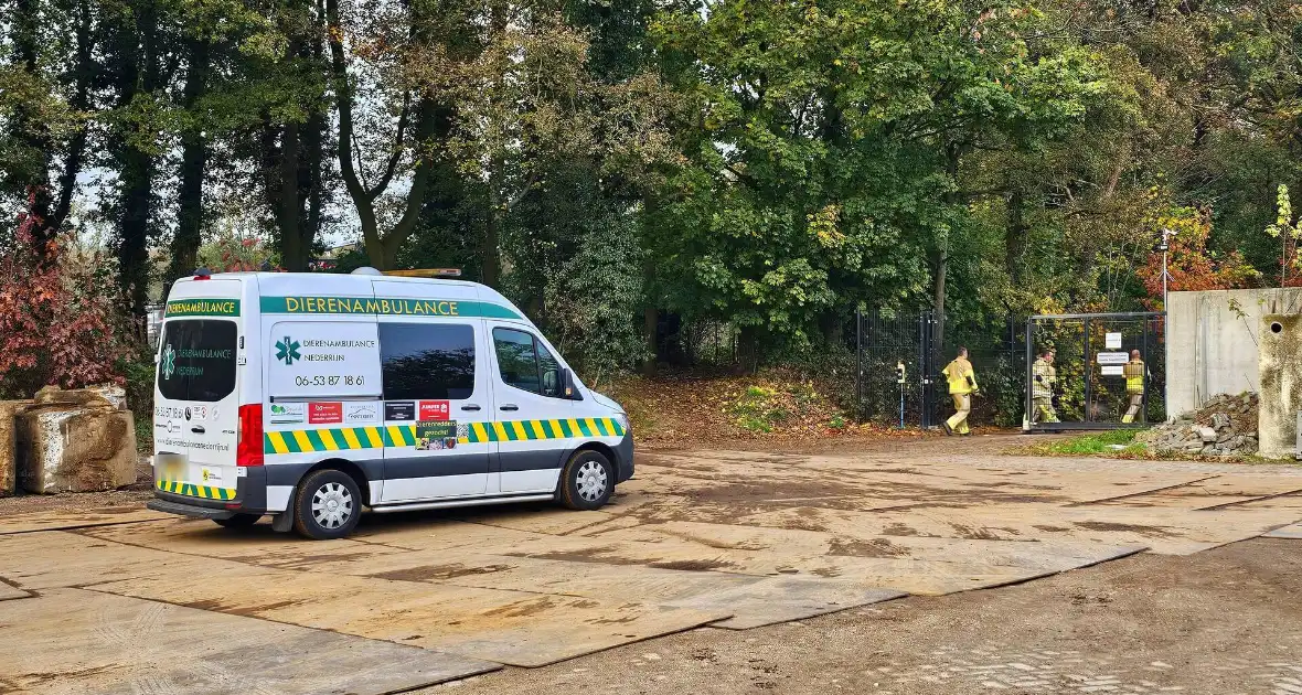 Hulpdiensten druk voor kat in boom - Foto 8