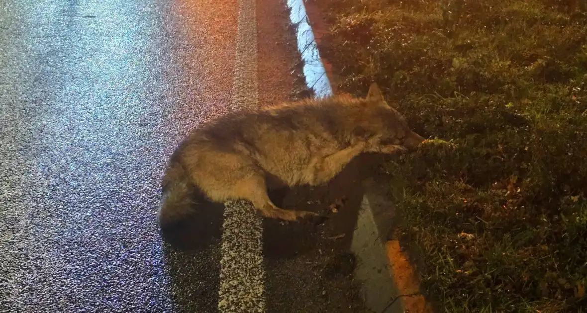 Wolf doodgereden op provinciale weg