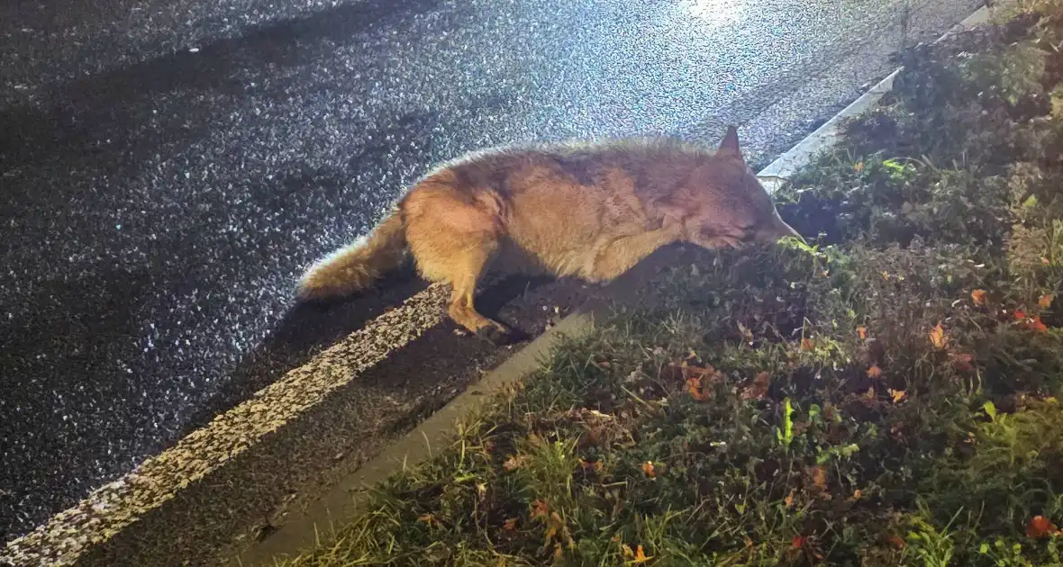 Wolf doodgereden op provinciale weg - Foto 2