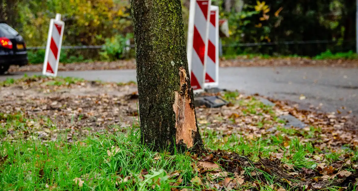 Auto knalt tegen boom, bestuurder raakt gewond - Foto 4