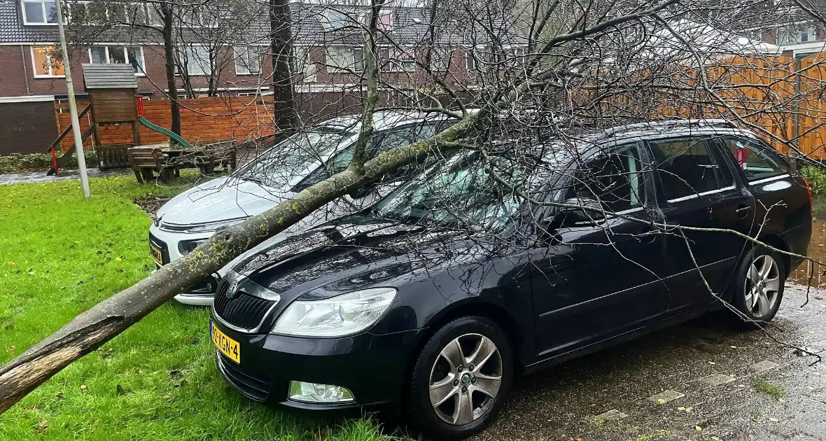 Kleine boom valt op personenauto