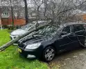 Kleine boom valt op personenauto