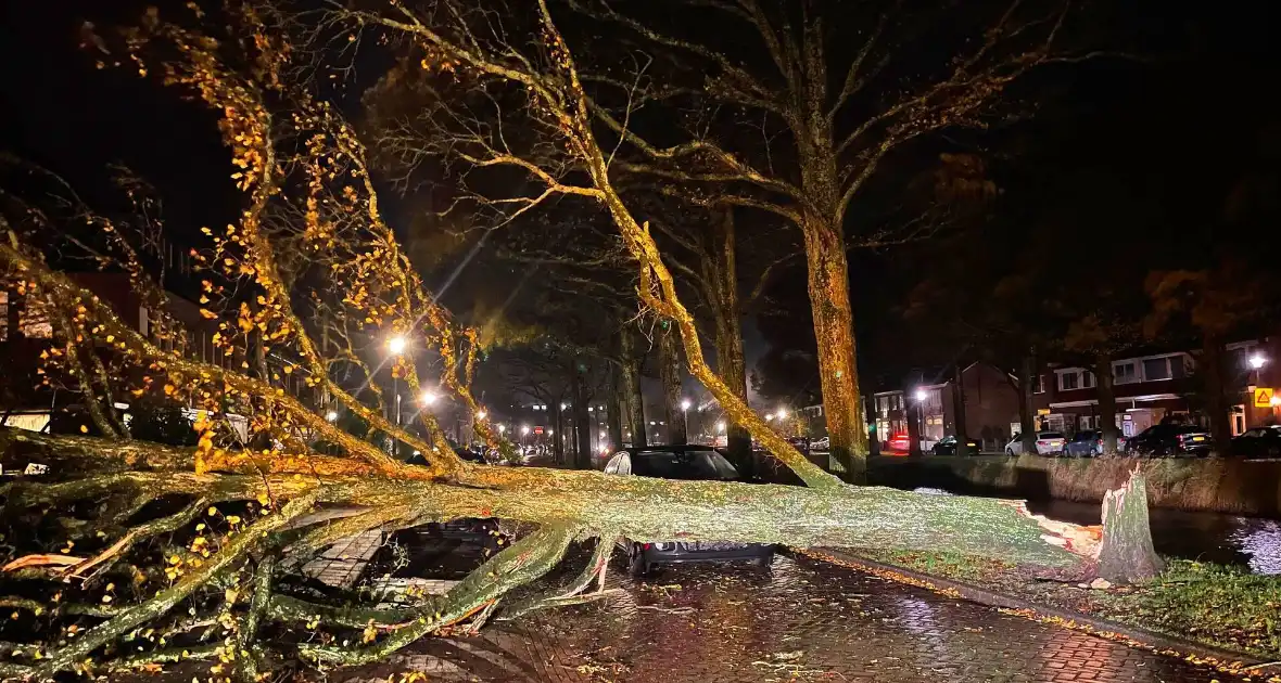 Drie bomen omgewaaid tijdens storm: aanzienlijke schade en afgesloten straat - Foto 2