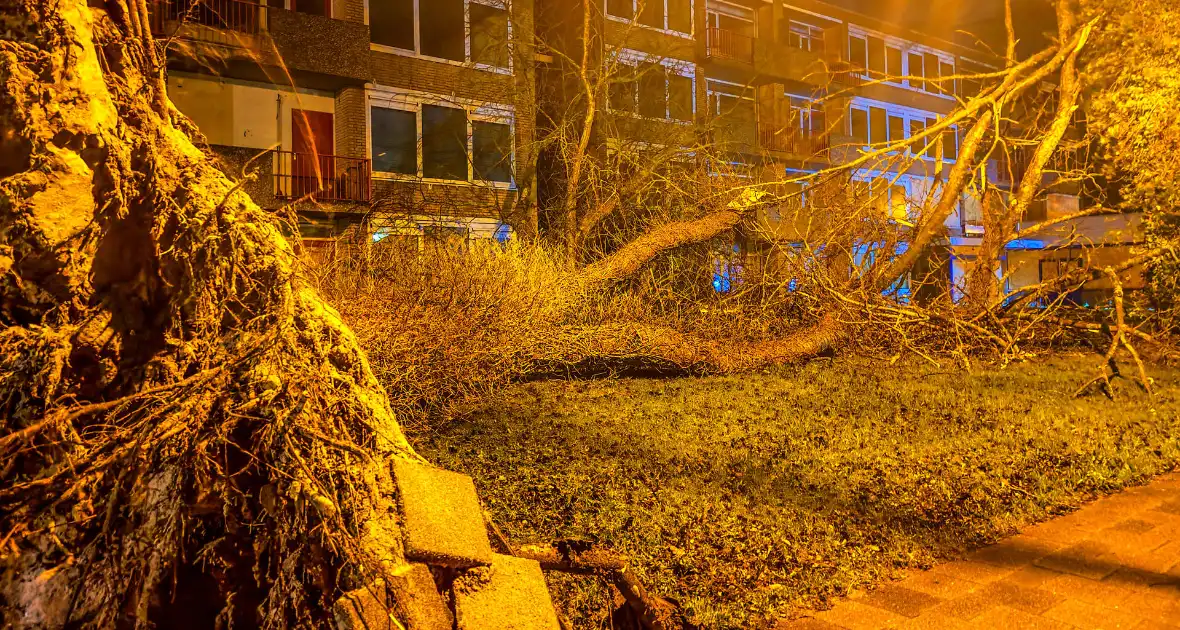 Enorme boom valt om door harde wind