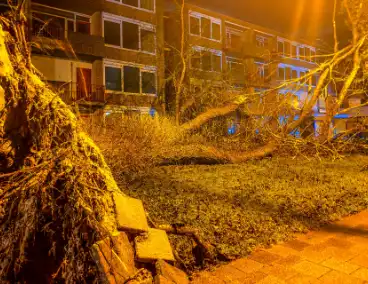 Enorme boom valt om door harde wind