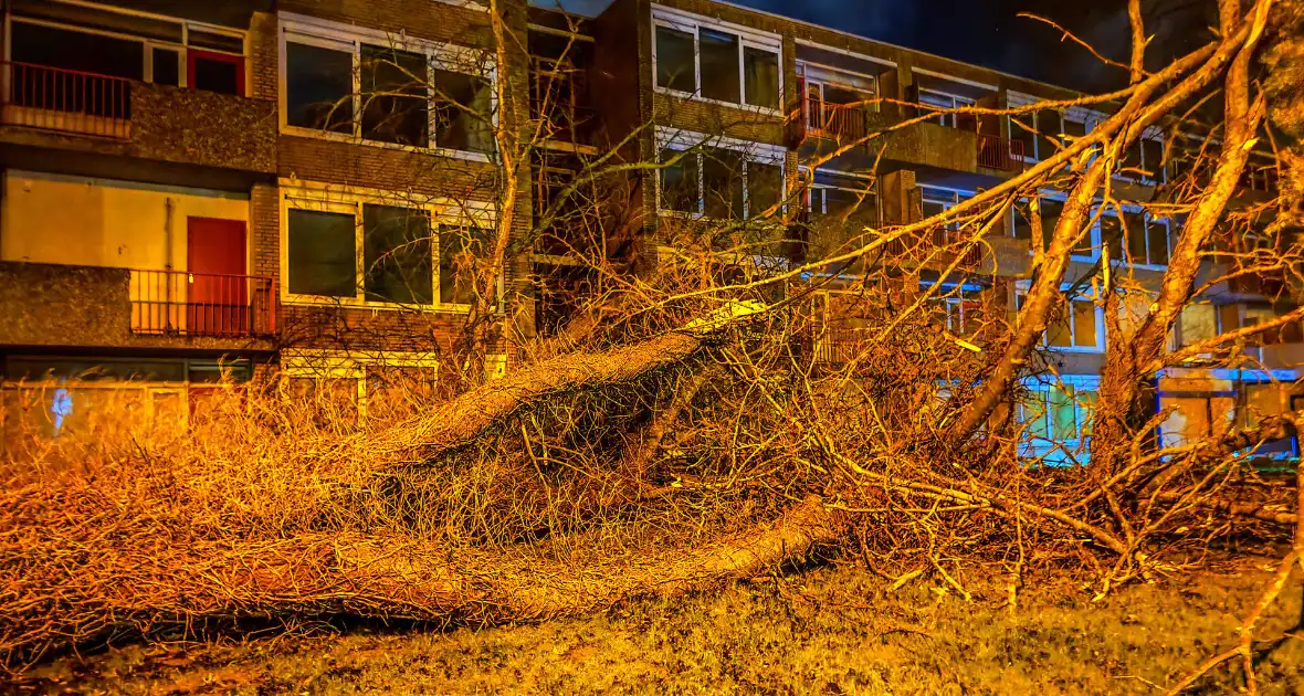 Enorme boom valt om door harde wind - Foto 3