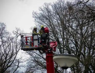 Brandweer assisteert bij kat in de boom