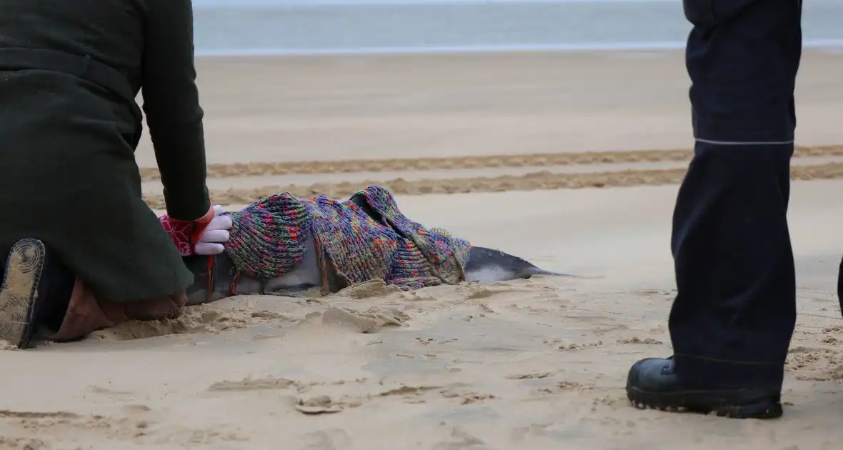 Bruinvis aangespoeld op strand