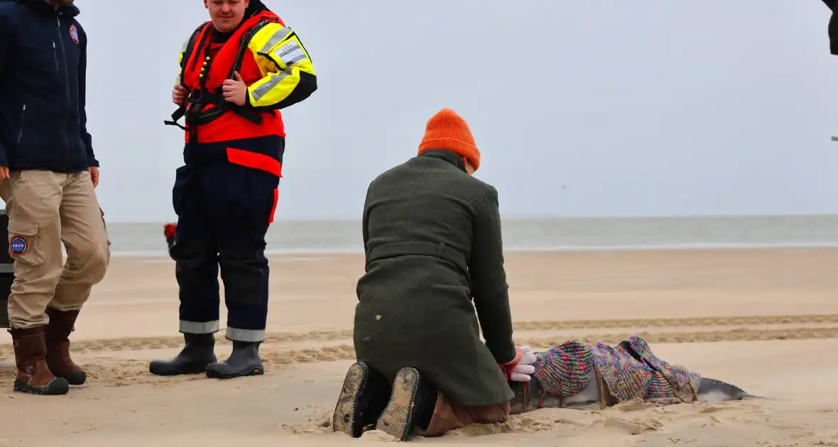 Bruinvis aangespoeld op strand - Foto 1