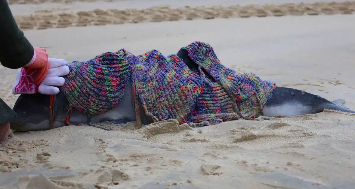 Bruinvis aangespoeld op strand - Foto 2