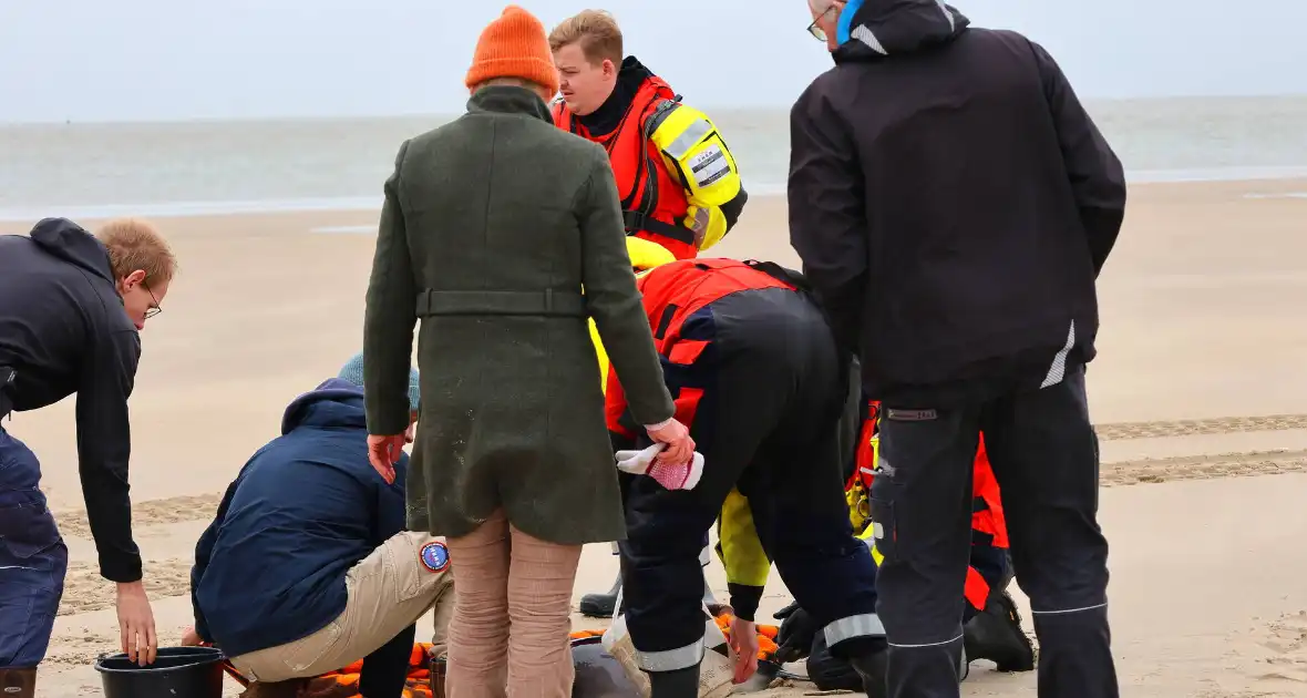 Bruinvis aangespoeld op strand - Foto 4