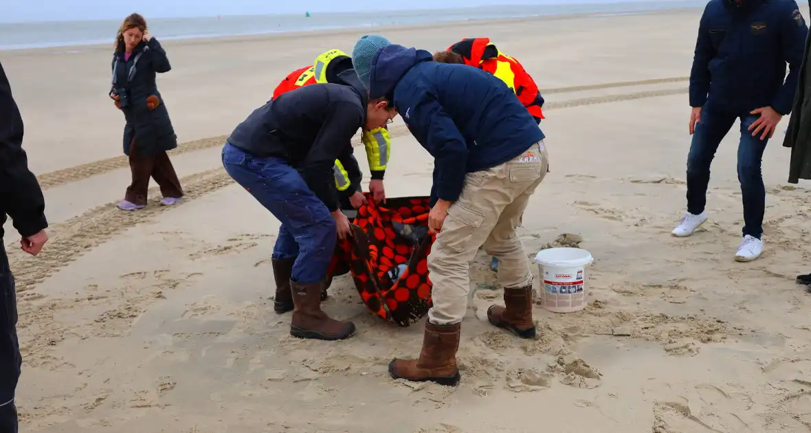 Bruinvis aangespoeld op strand - Foto 6