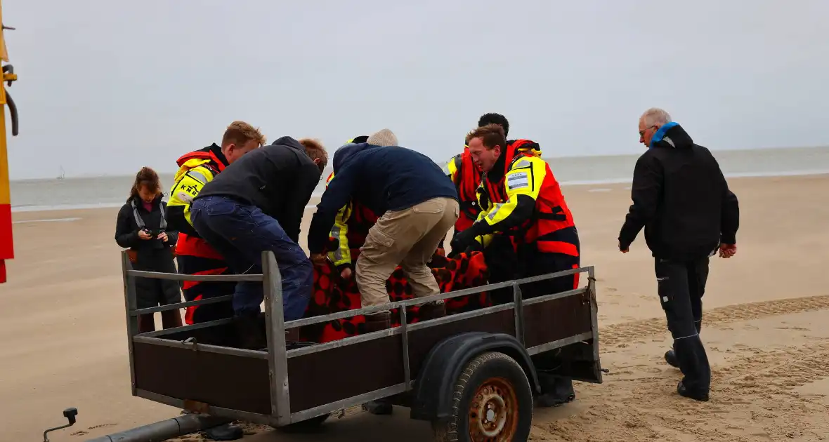 Bruinvis aangespoeld op strand - Foto 7