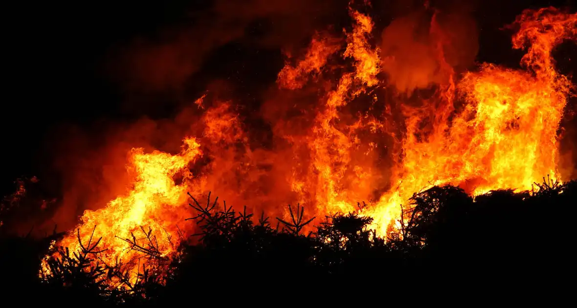 Kerstboom verbranding door brandweer - Foto 3