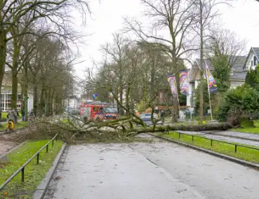 Lantaarnpaal geknakt door omgewaaide boom