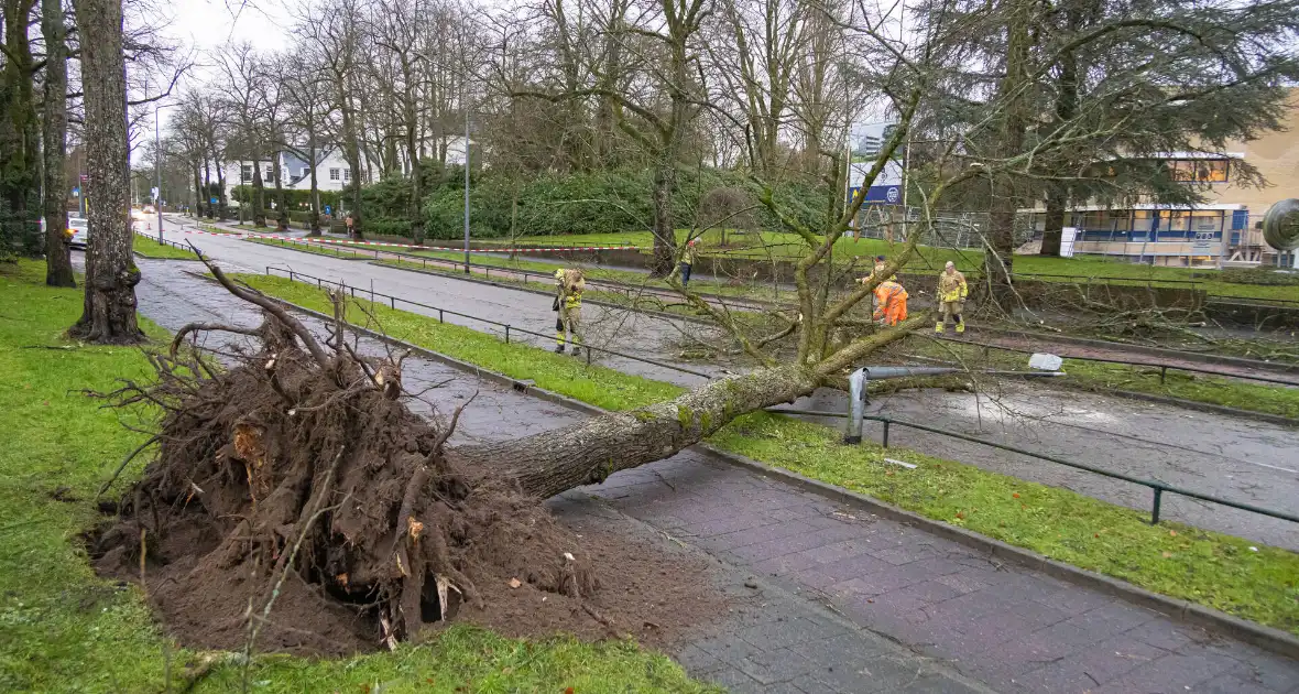 Lantaarnpaal geknakt door omgewaaide boom - Foto 8