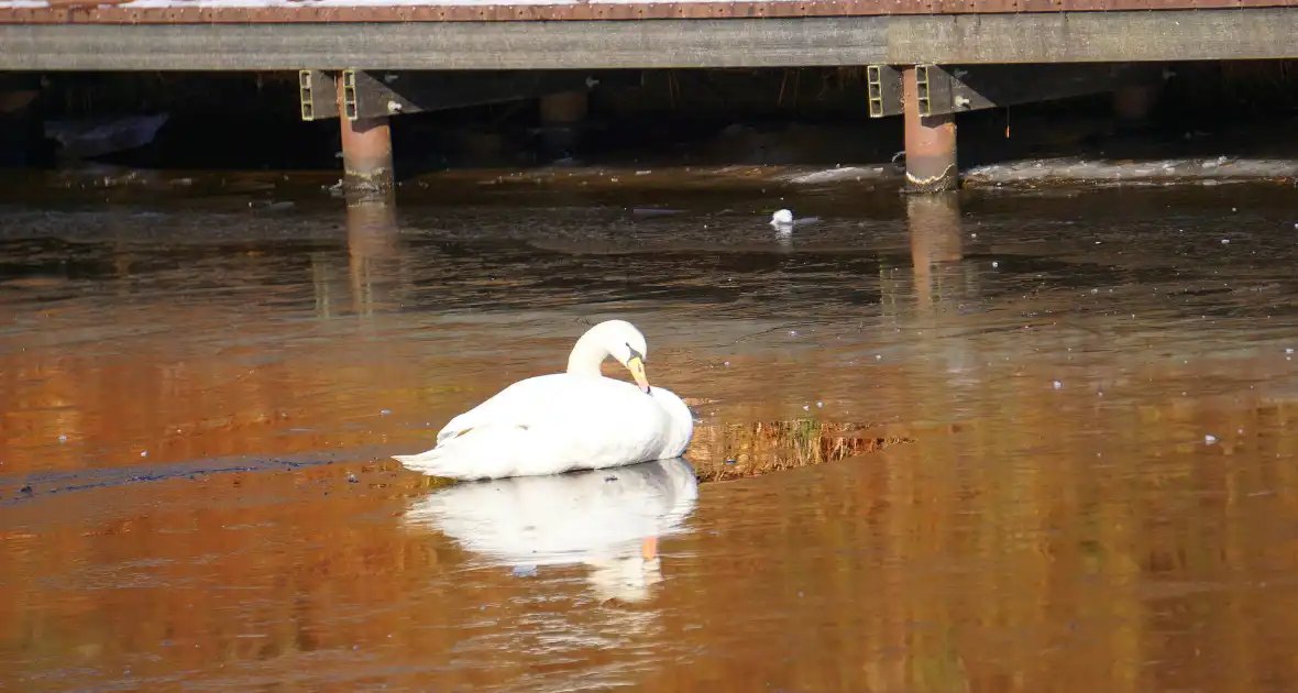 Zwaan bevrijdt zichzelf van ijzige situatie - Foto 3