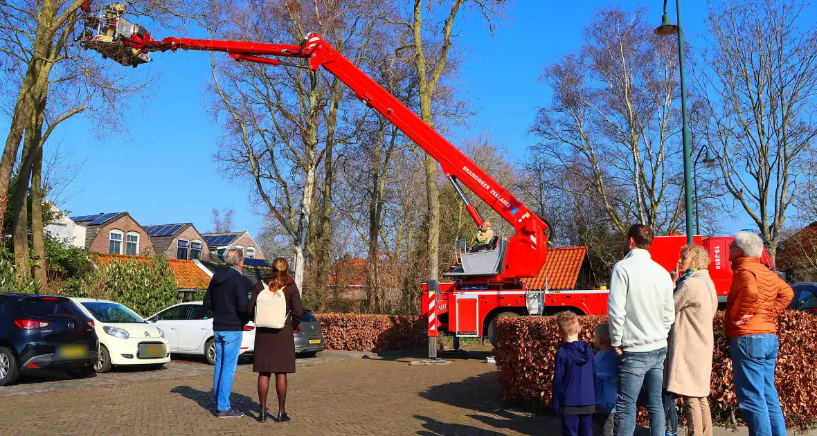 Dierenambulance en brandweer helpen kat uit boom