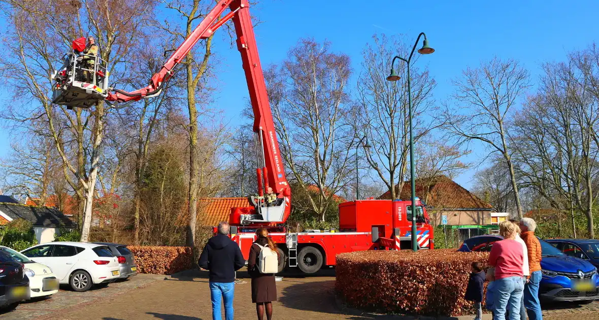Dierenambulance en brandweer helpen kat uit boom - Foto 11