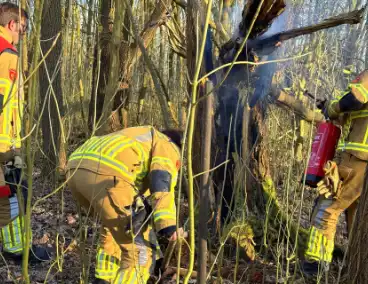 Brand gesticht in boomstronk