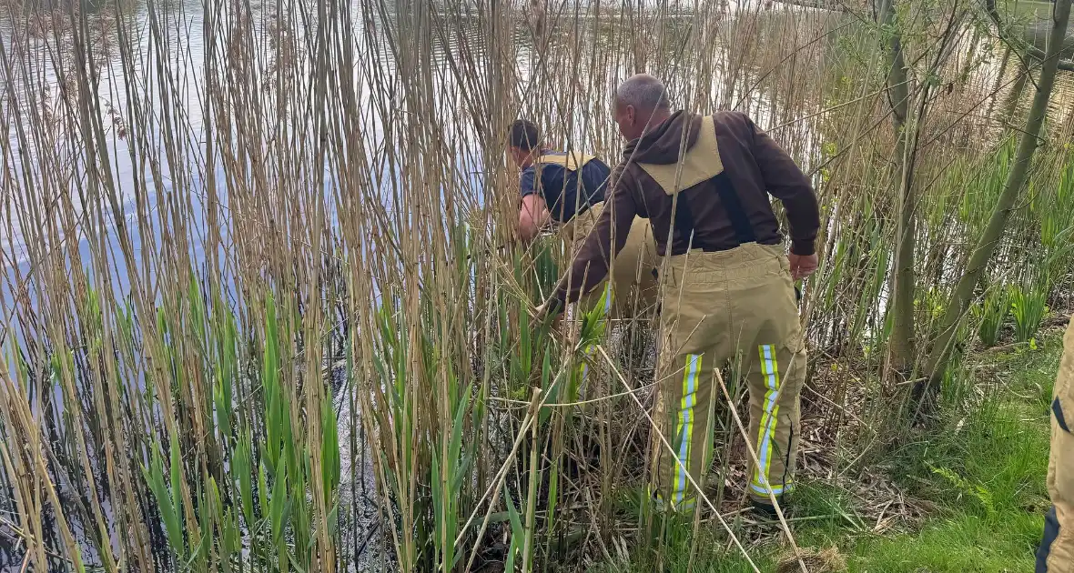Brandweer bevrijdt meerkoet van visdraad - Foto 1