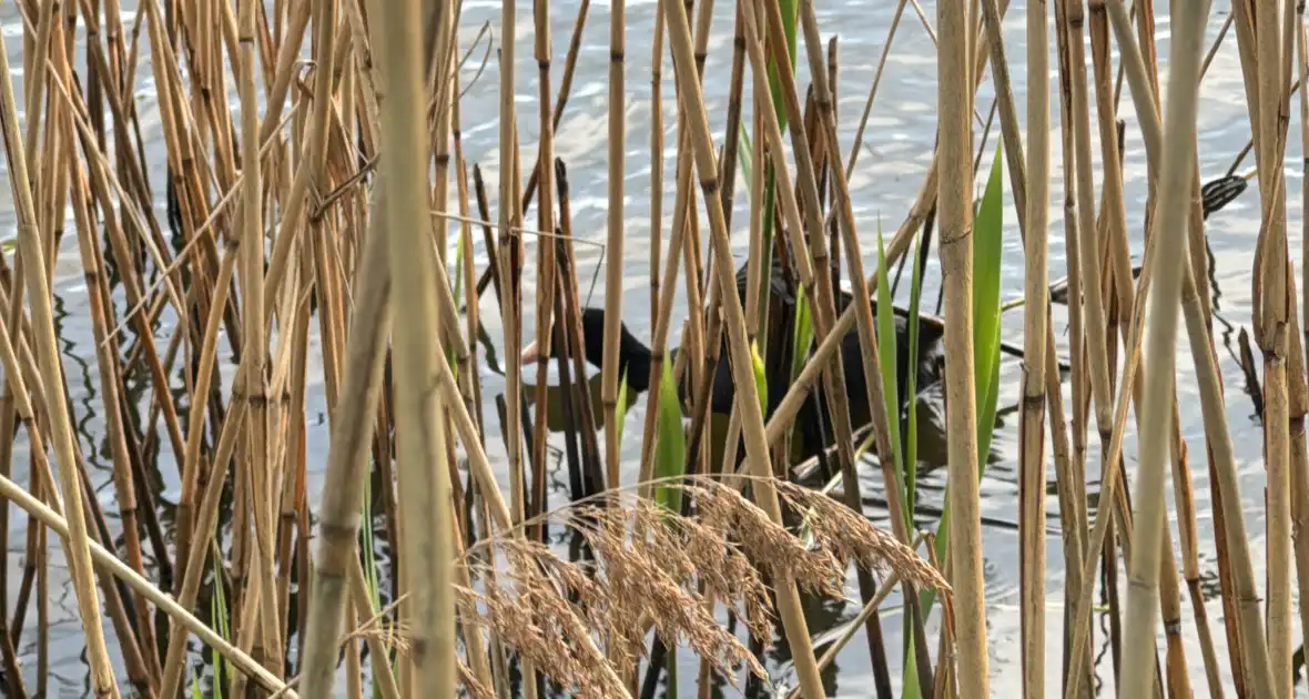 Brandweer bevrijdt meerkoet van visdraad - Foto 3