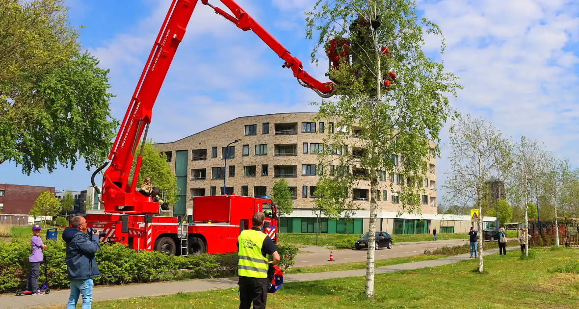 Brandweer ingezet voor kat in de boom
