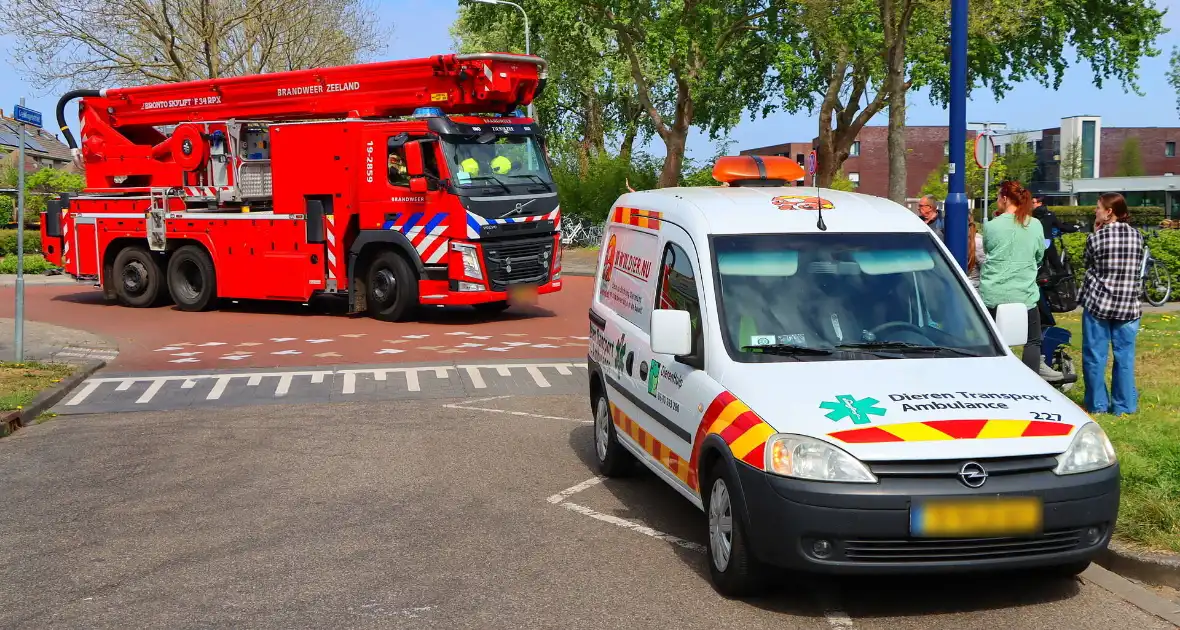 Brandweer ingezet voor kat in de boom - Foto 1