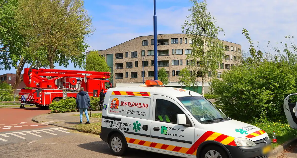 Brandweer ingezet voor kat in de boom - Foto 2