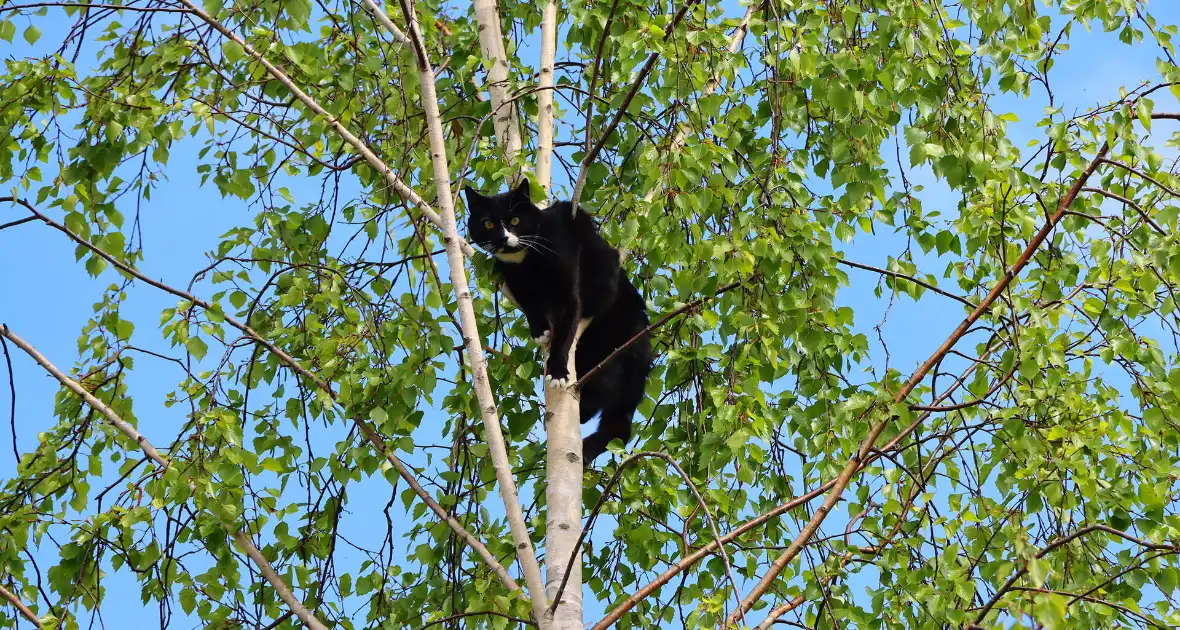 Brandweer ingezet voor kat in de boom - Foto 3