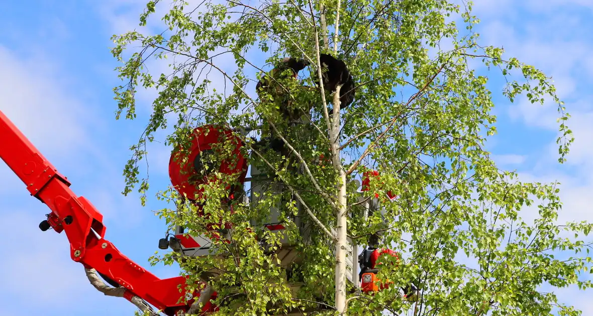 Brandweer ingezet voor kat in de boom - Foto 4