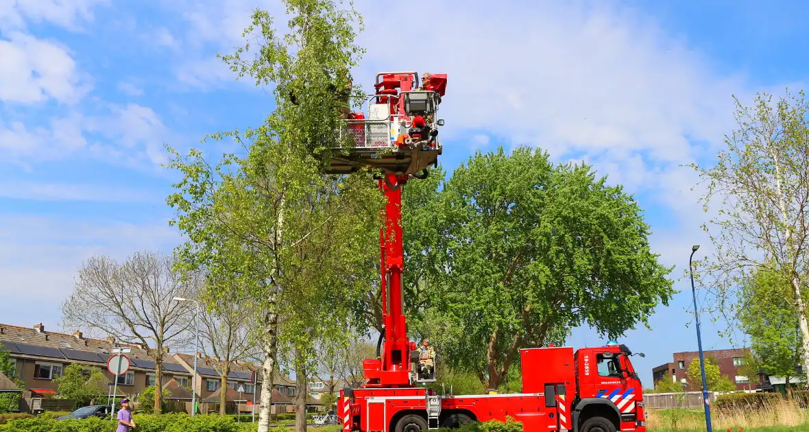 Brandweer ingezet voor kat in de boom - Foto 6