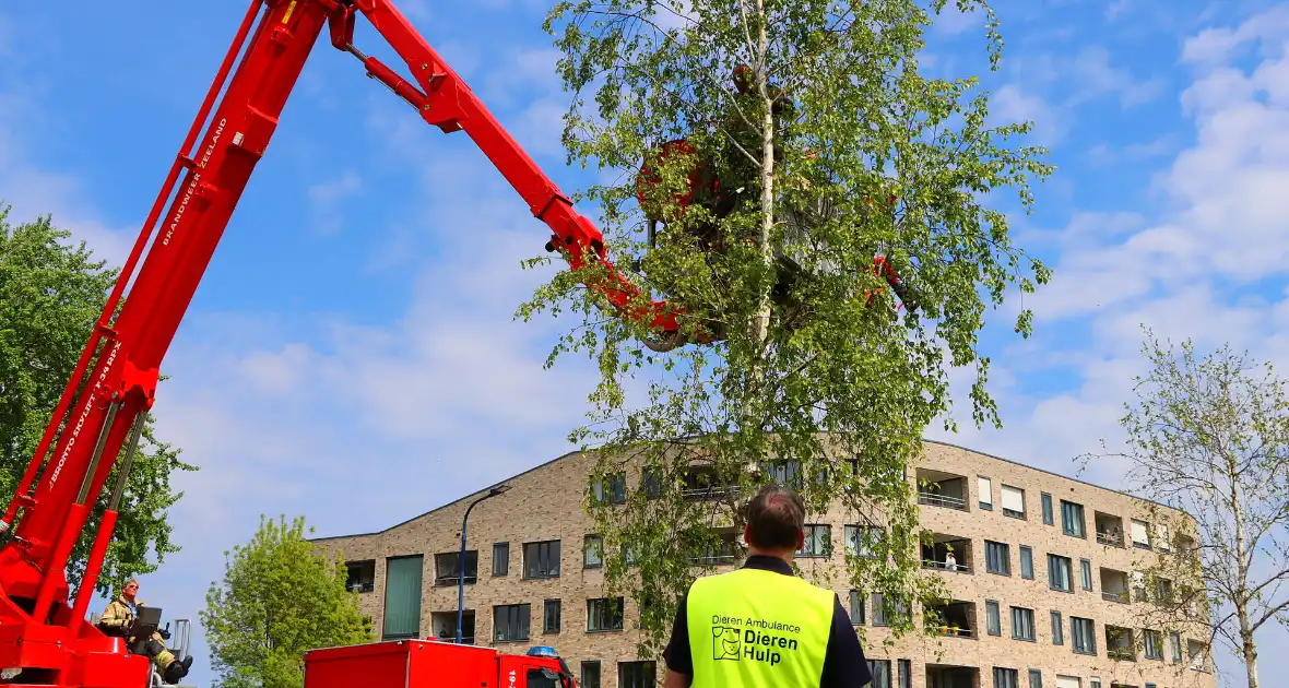 Brandweer ingezet voor kat in de boom - Foto 7