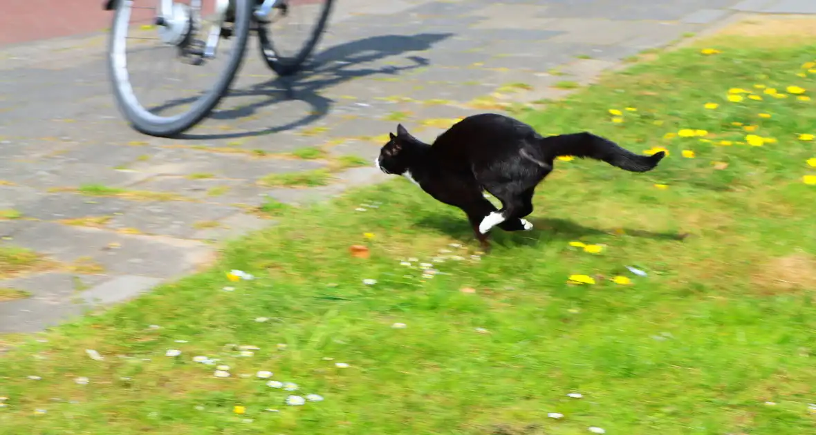 Brandweer ingezet voor kat in de boom - Foto 8