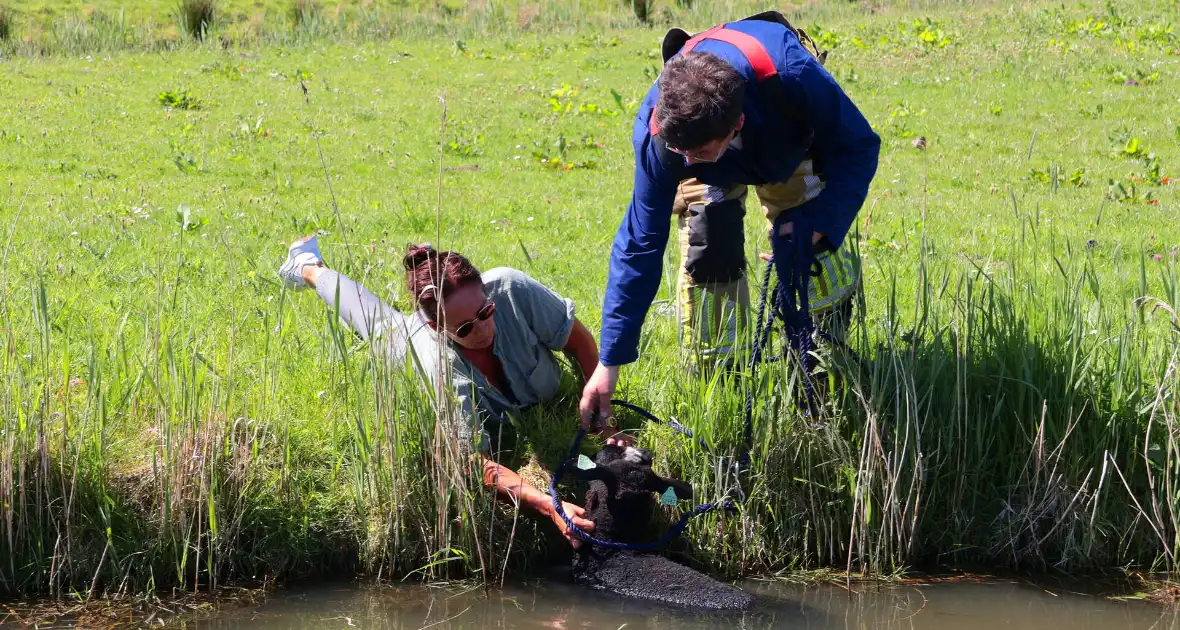Brandweer redt schaap uit het water
