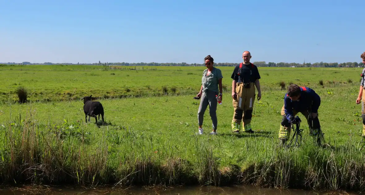Brandweer redt schaap uit het water - Foto 1