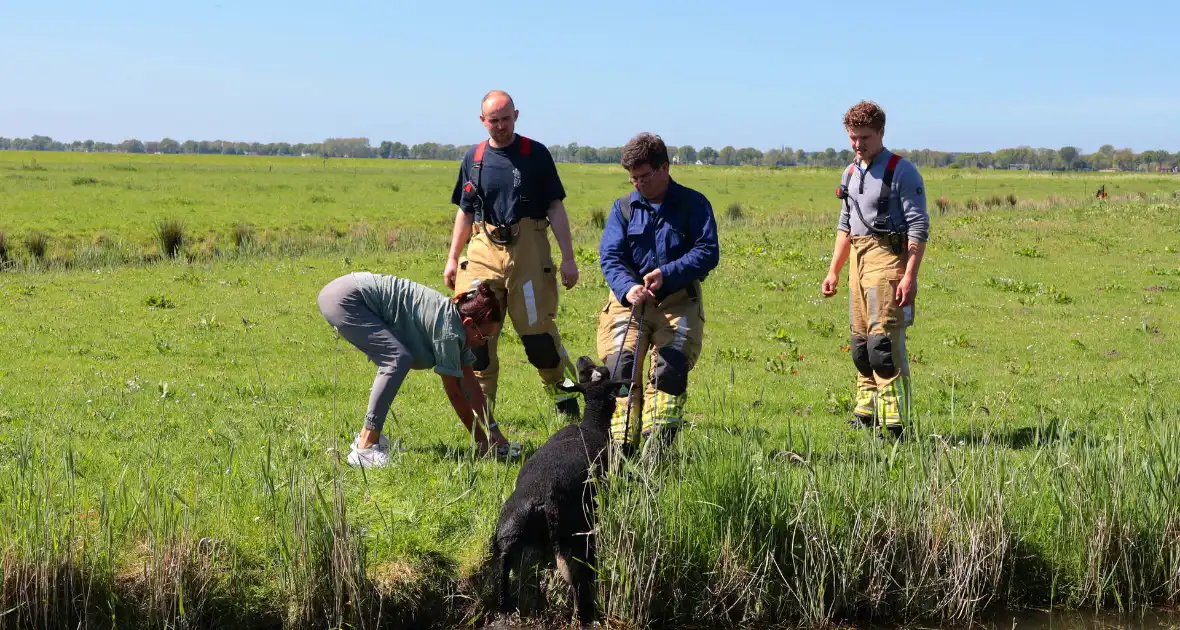 Brandweer redt schaap uit het water - Foto 3