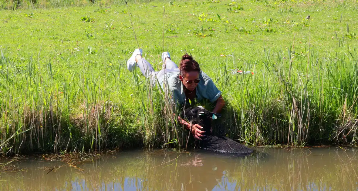 Brandweer redt schaap uit het water - Foto 4