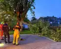 Enorme tak breekt van boom