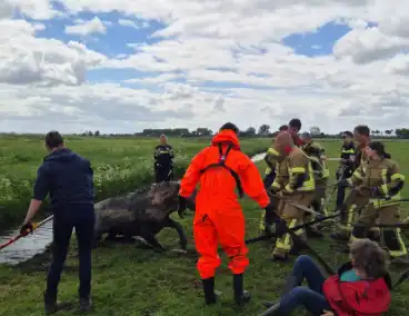 Brandweer en politie redden te water geraakte paard