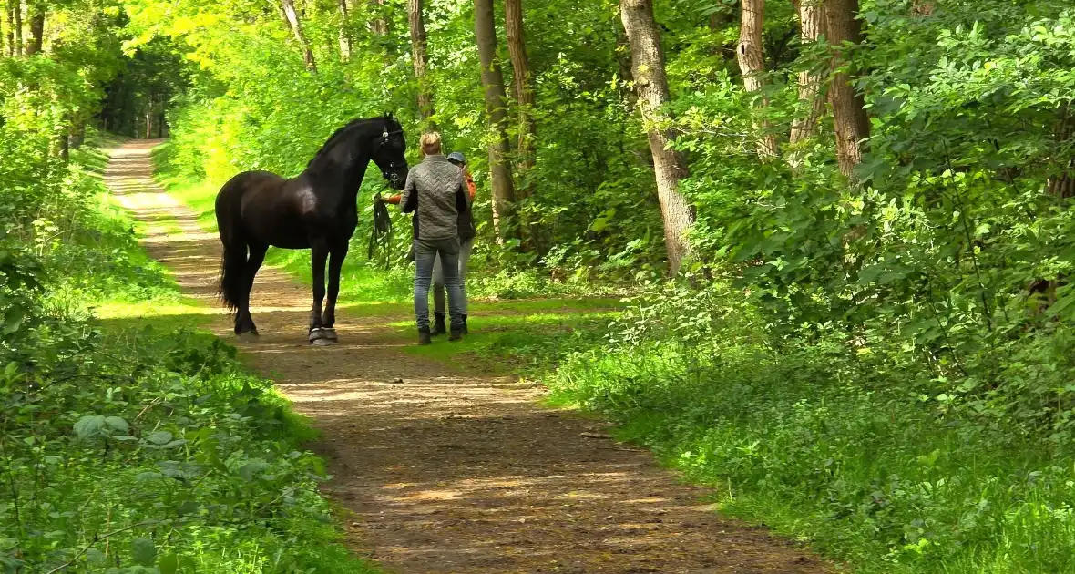 Twee gewonden bij ongeval met paard en wagen - Foto 6