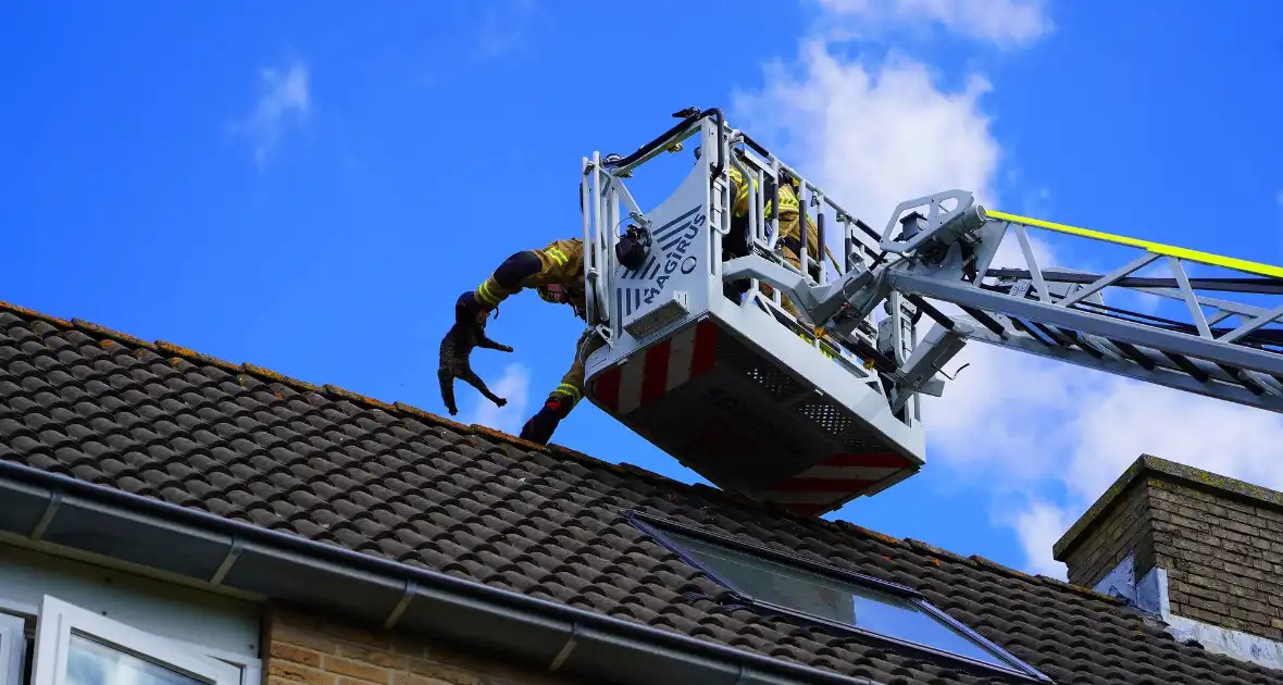 Brandweer haalt kat van nok van dak