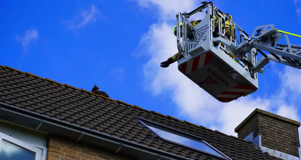 Brandweer haalt kat van nok van dak - Foto 4