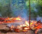 Tevergeefse bluspoging bosbrand