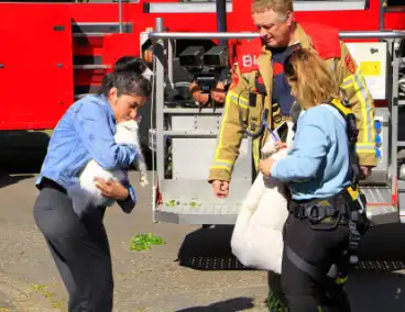Brandweer komt in actie voor vastzittende kat