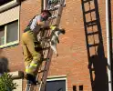 Kat kruipt onder dakpannen, brandweer bevrijdt kat